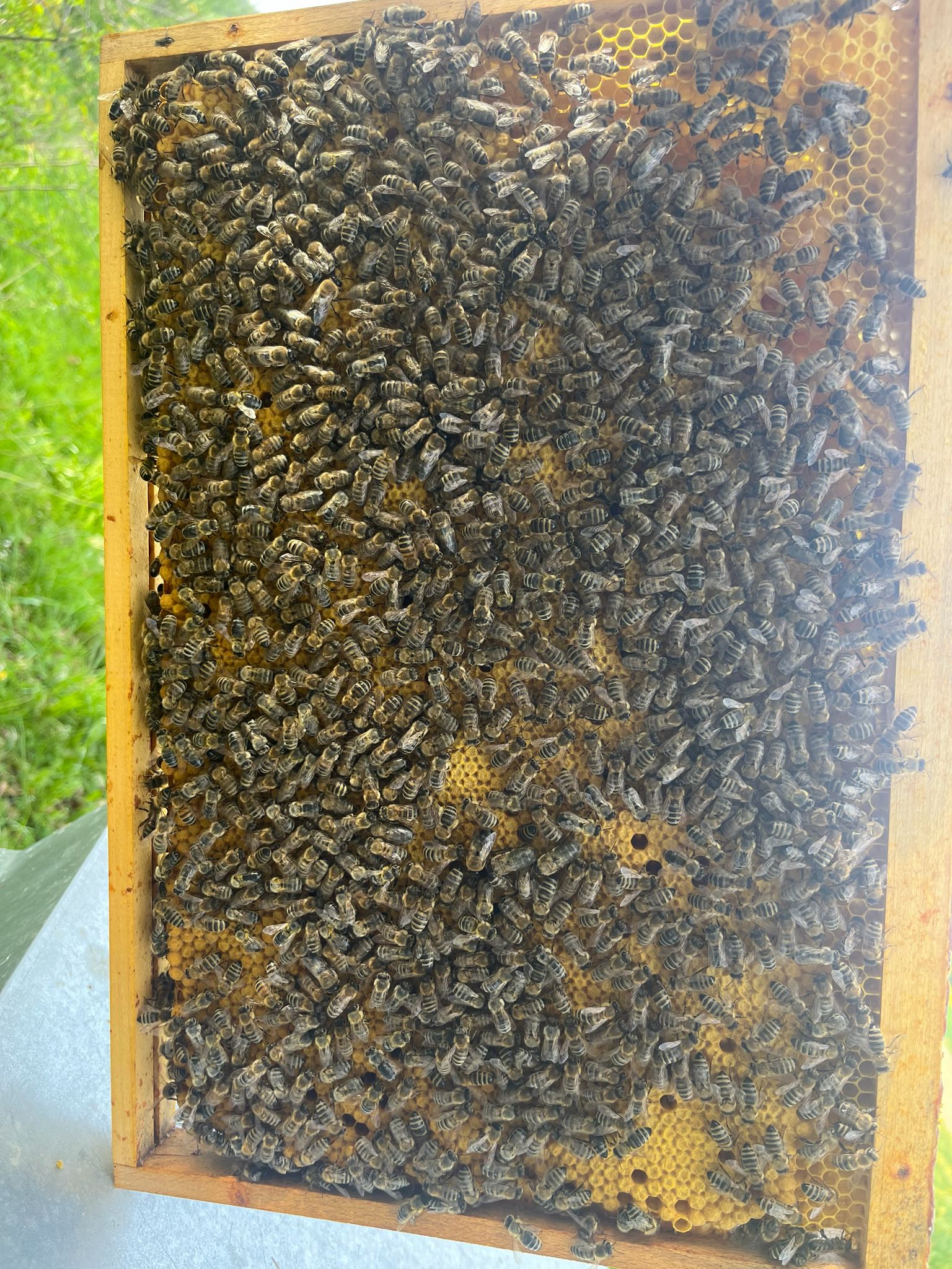 Sitzende Bienen